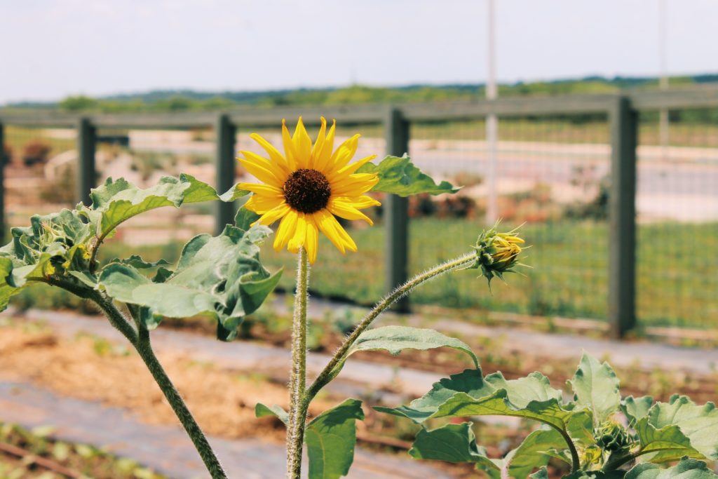 Sunflower