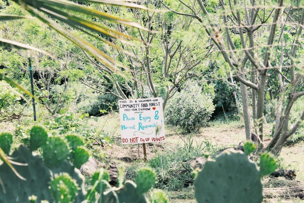 Festival Beach Food Forest