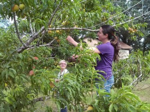 Fruit Trees