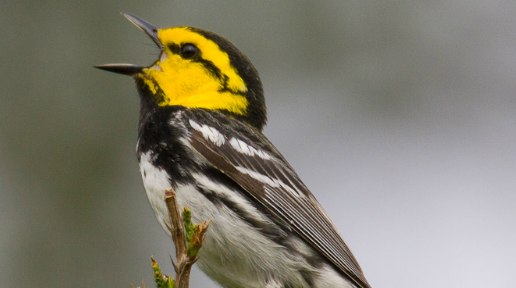 Golden-cheeked Warbler