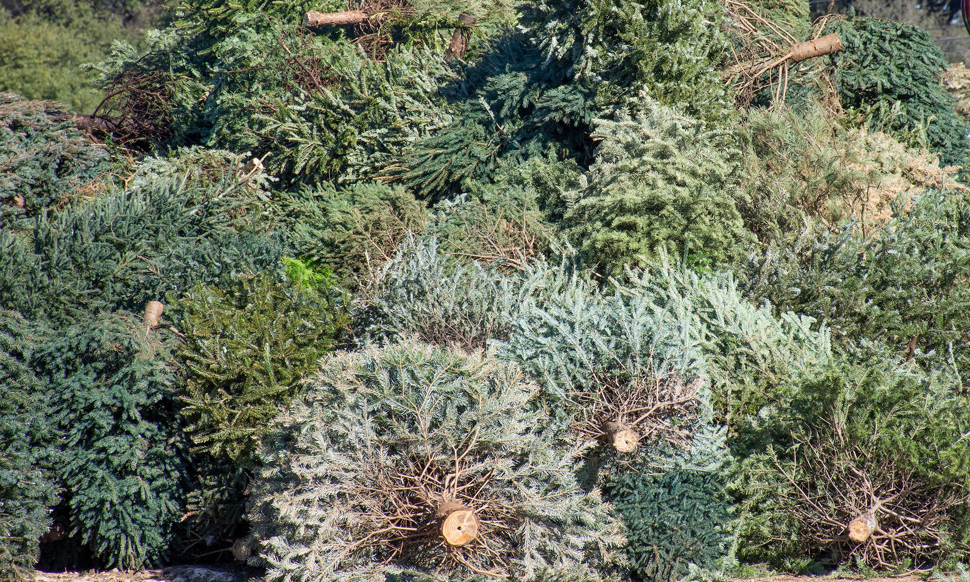 Holiday Tree Recycling