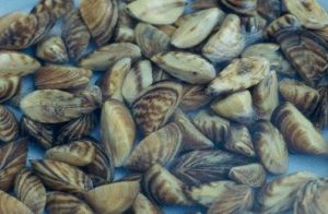 Zebra Mussels