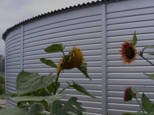 Rainwater Barrel