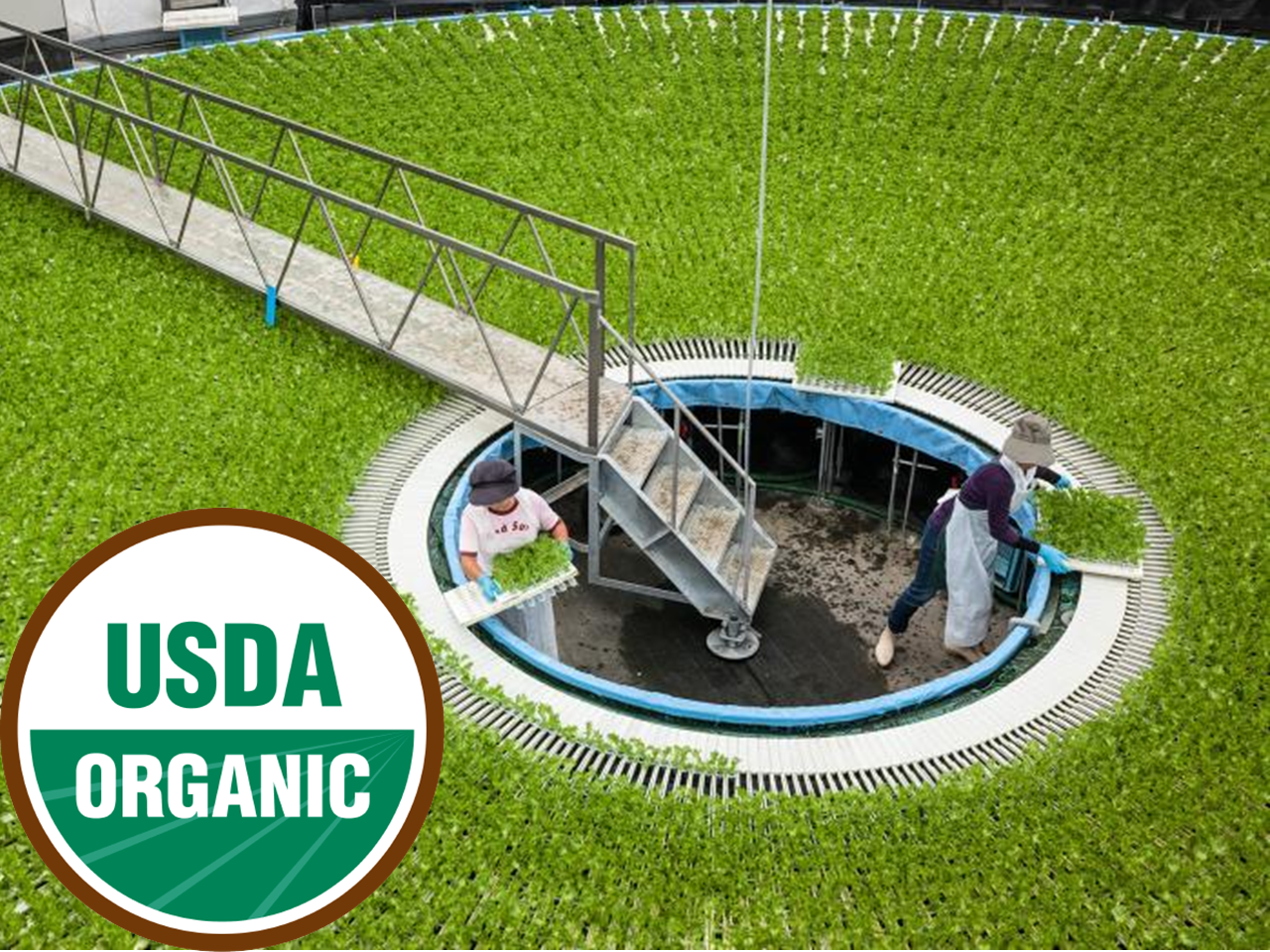 Organic Hydroponics