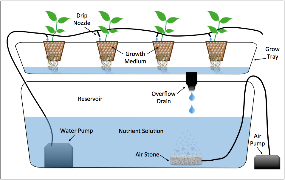 Basic Hydroponics