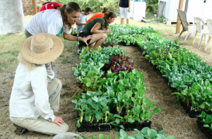 Sustainable Food Center