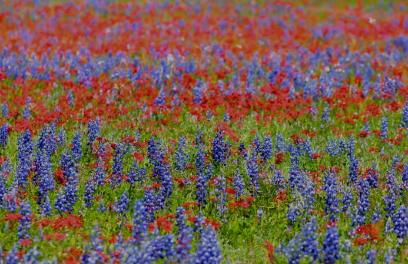 Wildflowers