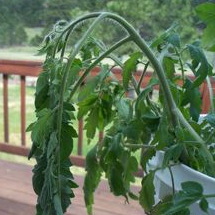 Tomato Plant